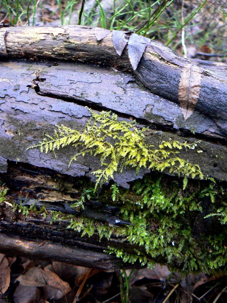 Image of genus Brachythecium specimen.