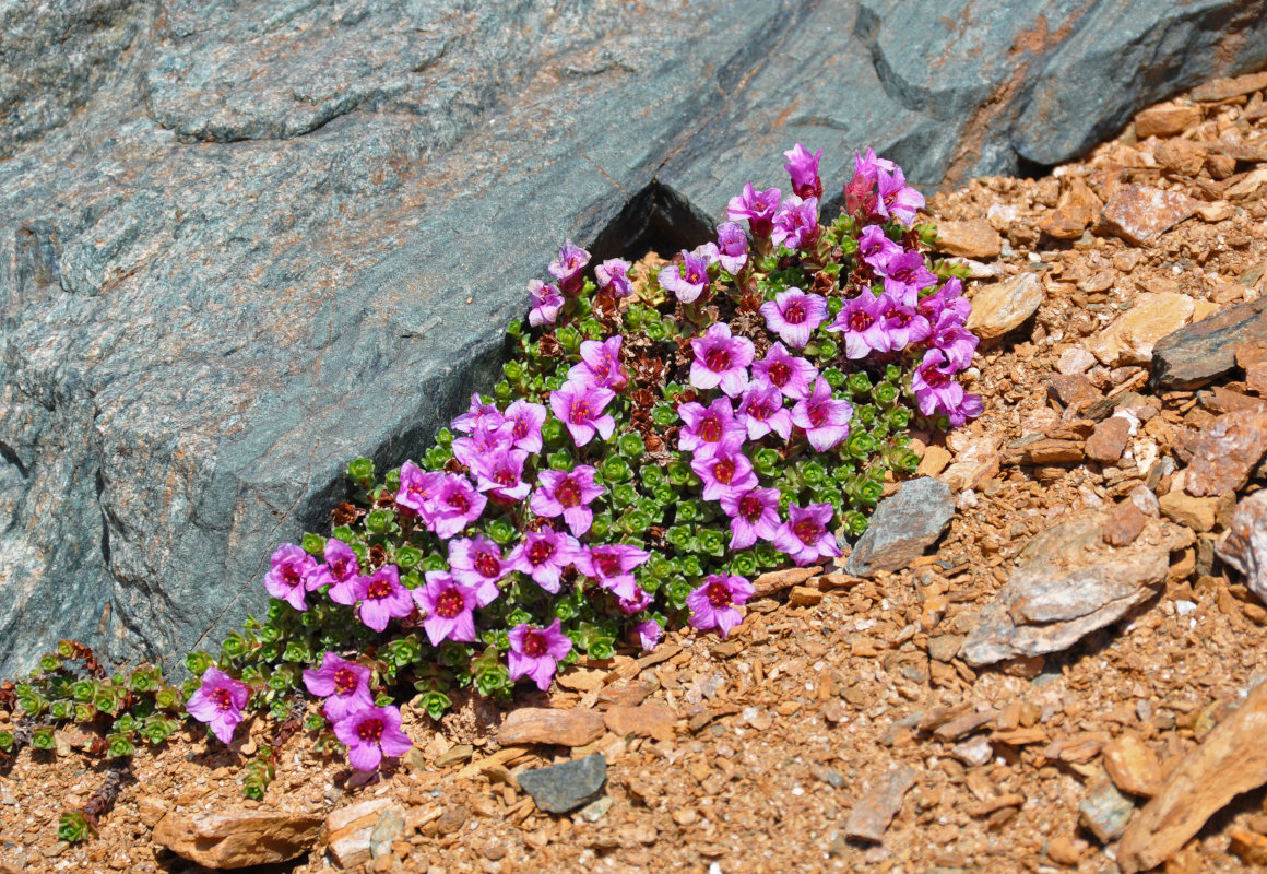 Изображение особи Saxifraga asiatica.