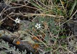 Stellaria amblyosepala. Цветущее растение. Алтай, Кош-Агачский р-н, окр. с. Кош-Агач, гора Джангыс-Тобе, ≈ 1800 м н.у.м., каменистый склон. 14.06.2019.