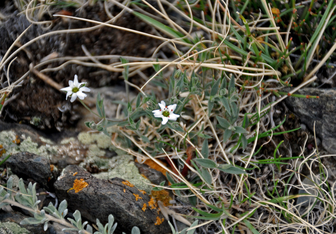 Image of Stellaria amblyosepala specimen.