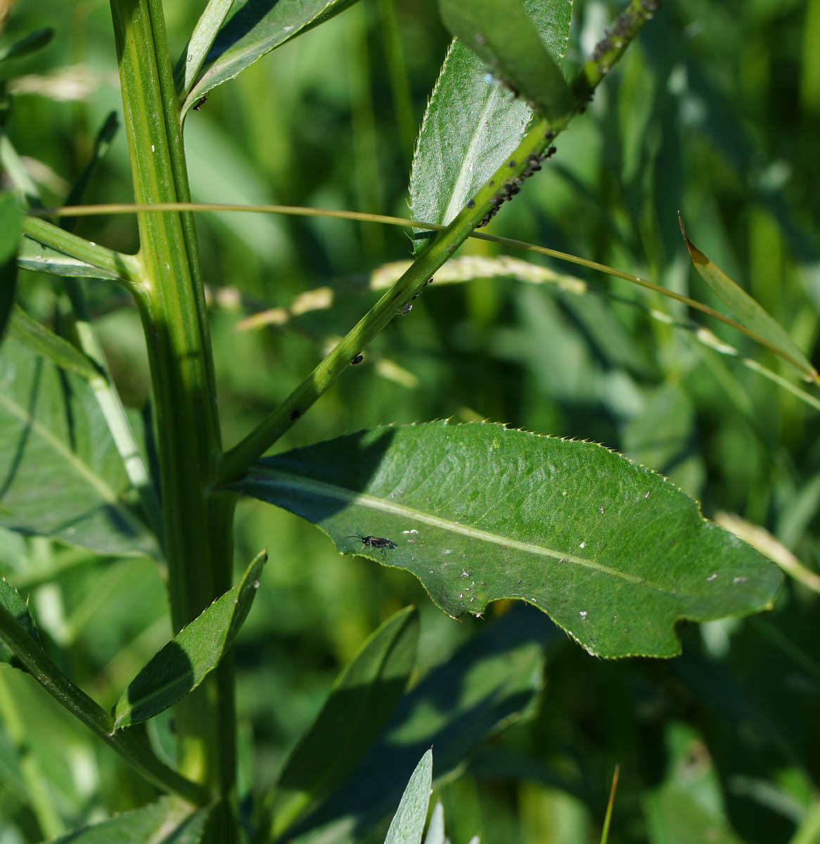 Image of Cirsium setosum specimen.