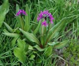 Primula nivalis