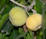 Casimiroa edulis