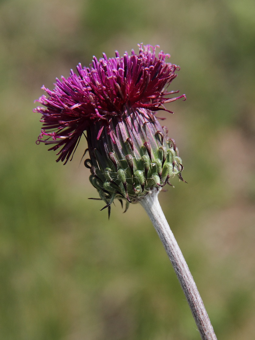 Image of Jurinea mollis specimen.