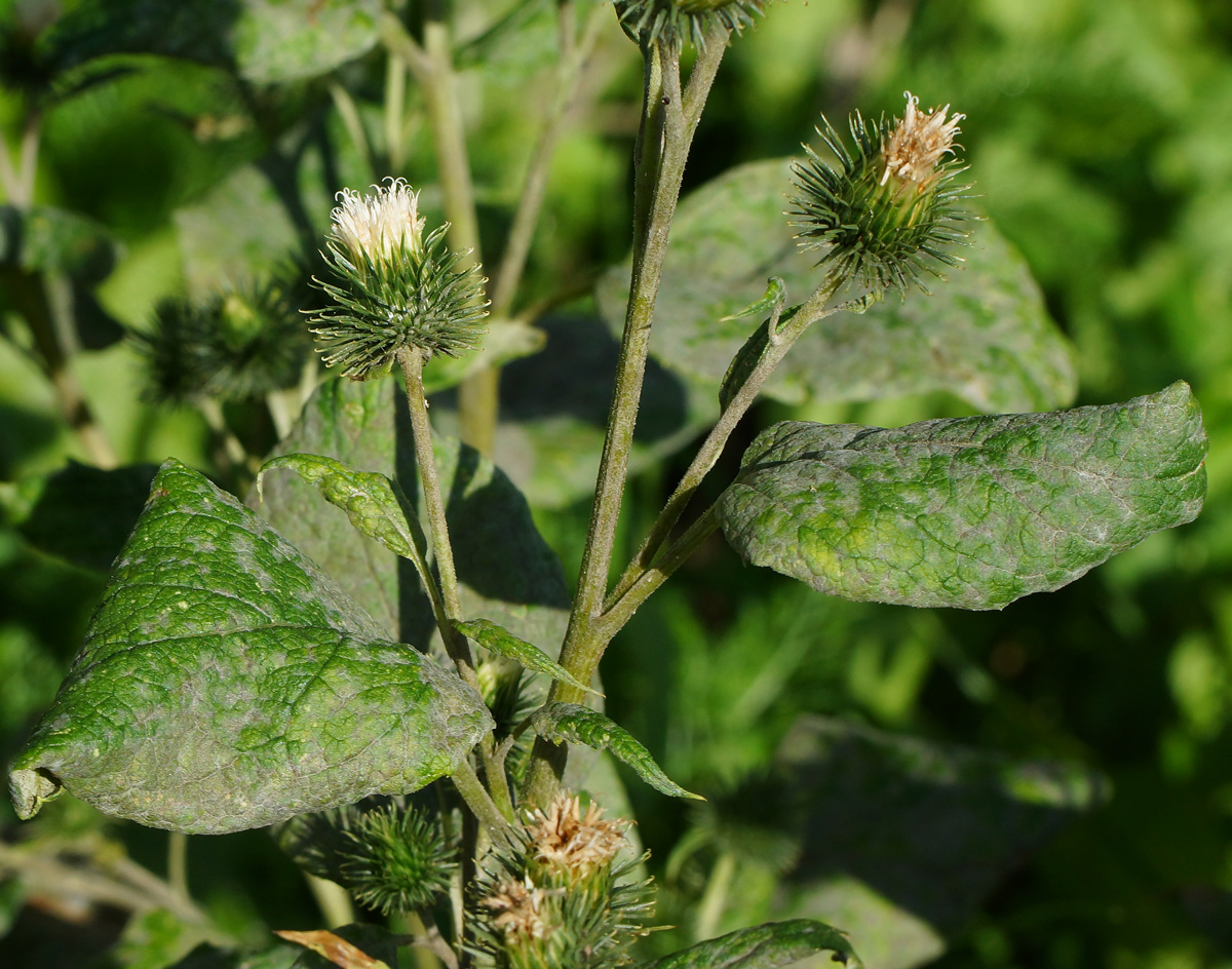 Изображение особи Arctium tomentosum.