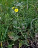 Potentilla astracanica