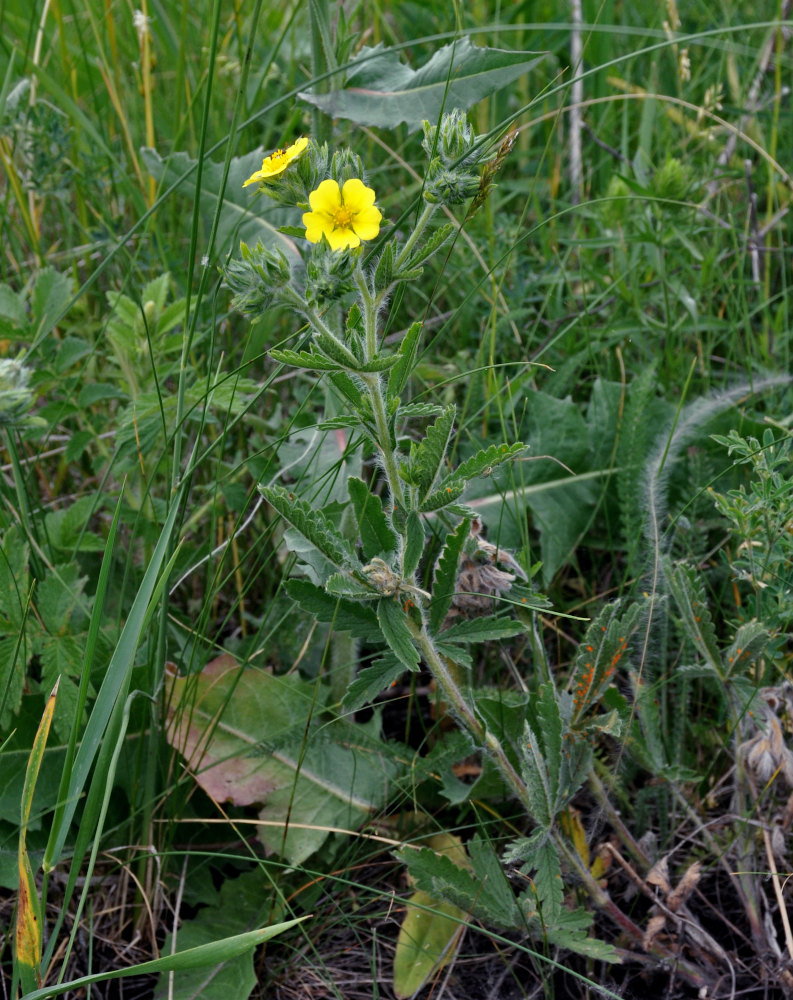 Image of Potentilla astracanica specimen.