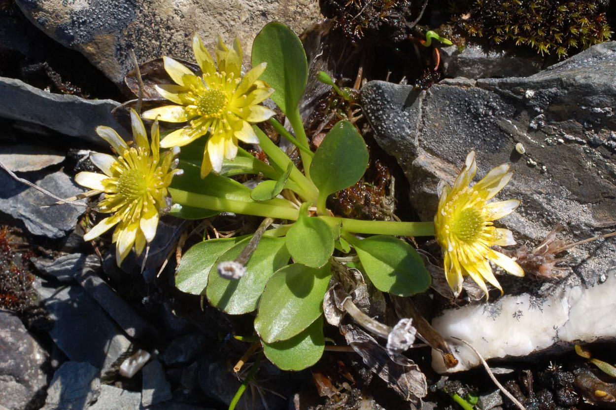 Image of Oxygraphis glacialis specimen.