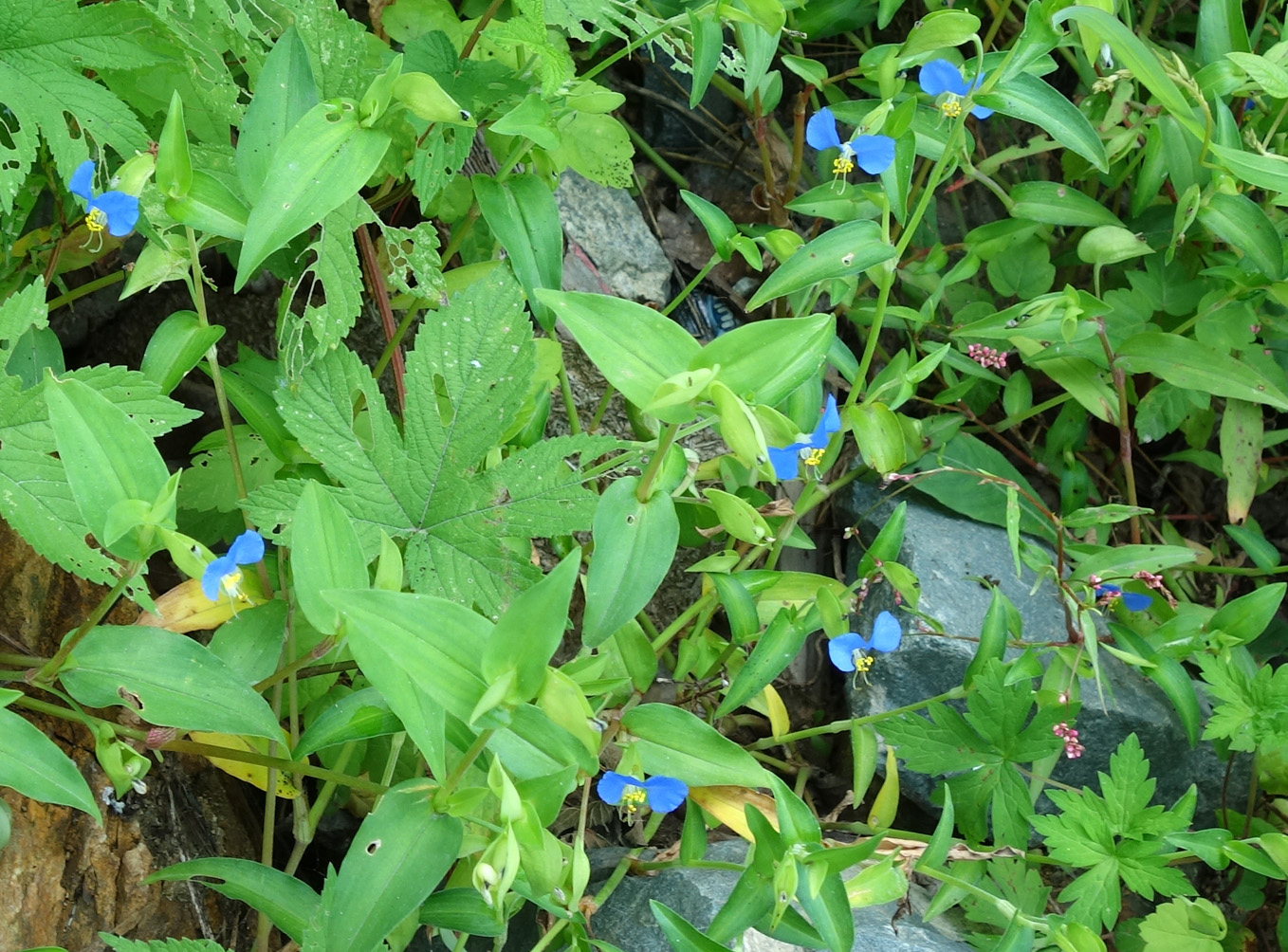 Изображение особи Commelina communis.