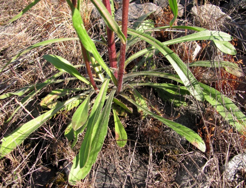 Image of Erigeron acris specimen.