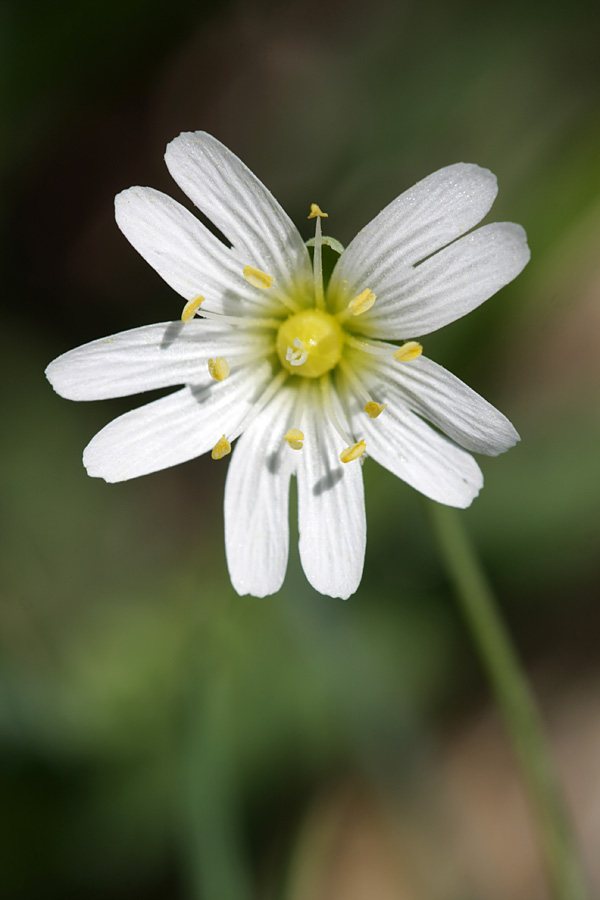 Image of Stellaria holostea specimen.