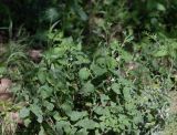 Lantana angolensis. Цветущее растение. Намибия, регион Khoma, ок. 40 км западнее г. Виндхук, \"Eagle Rock Guest Farm\"; плато Khomas, ок. 1900 м н. у. м., саванновое редколесье. 24.02.2020.