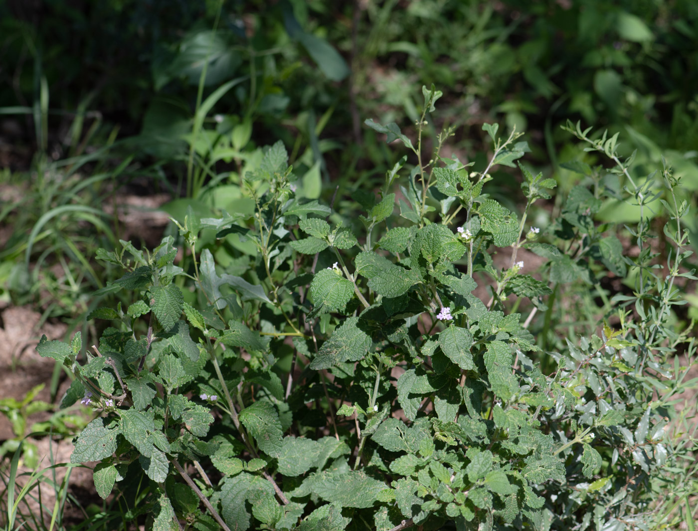 Image of Lantana angolensis specimen.