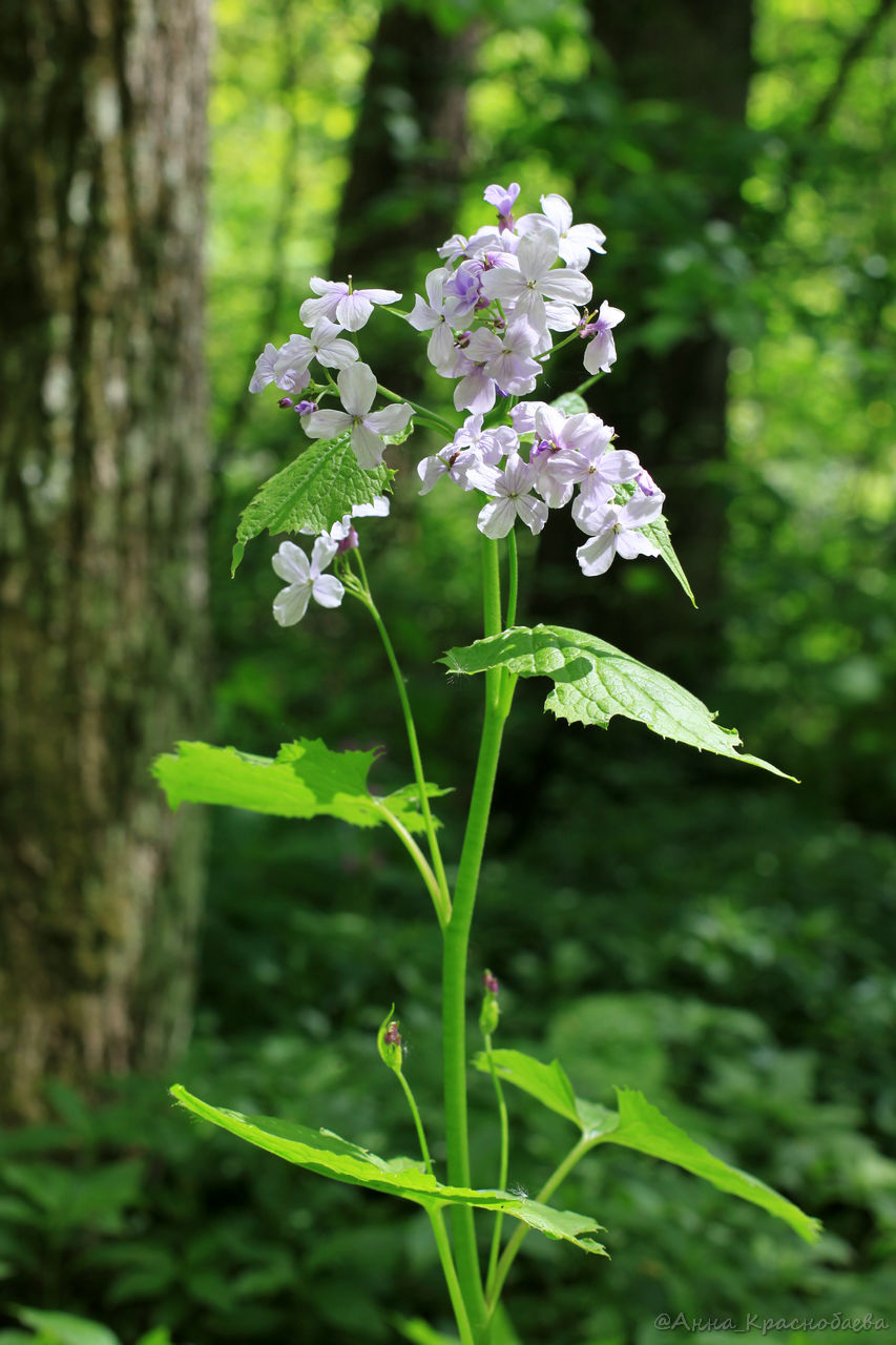 Image of Lunaria rediviva specimen.