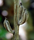 Orchis punctulata