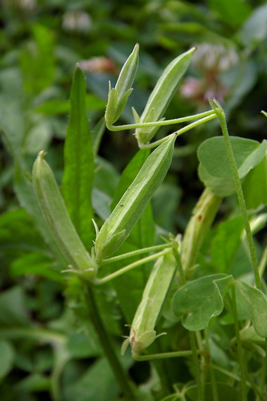 Image of Oxalis dillenii specimen.