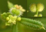 Galium vaillantii