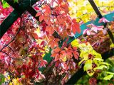 Parthenocissus quinquefolia. Ветви с плодами и листьями в осенней окраске. Санкт-Петербург, Петергоф, Верхний сад, галерея берсо. 05.10.2019.