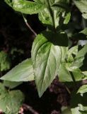 Epilobium montanum