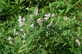 Vicia cassubica