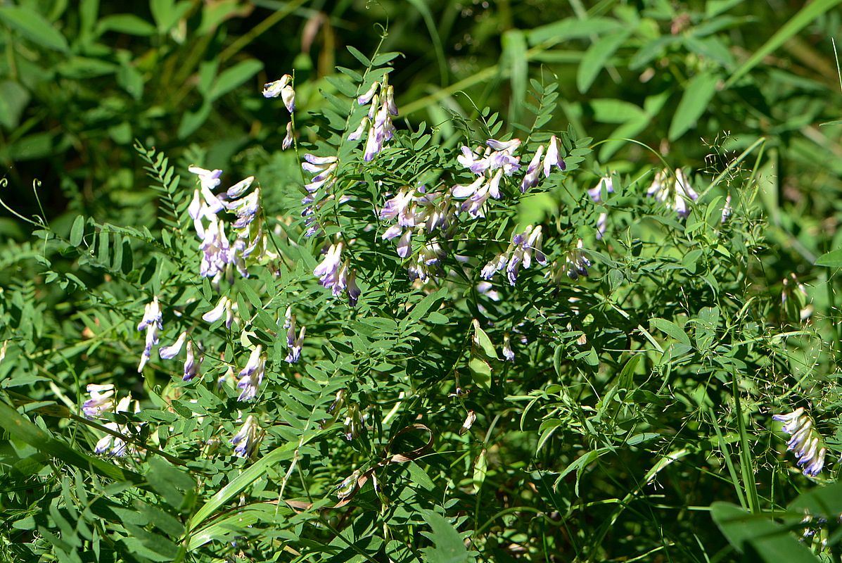 Image of Vicia cassubica specimen.