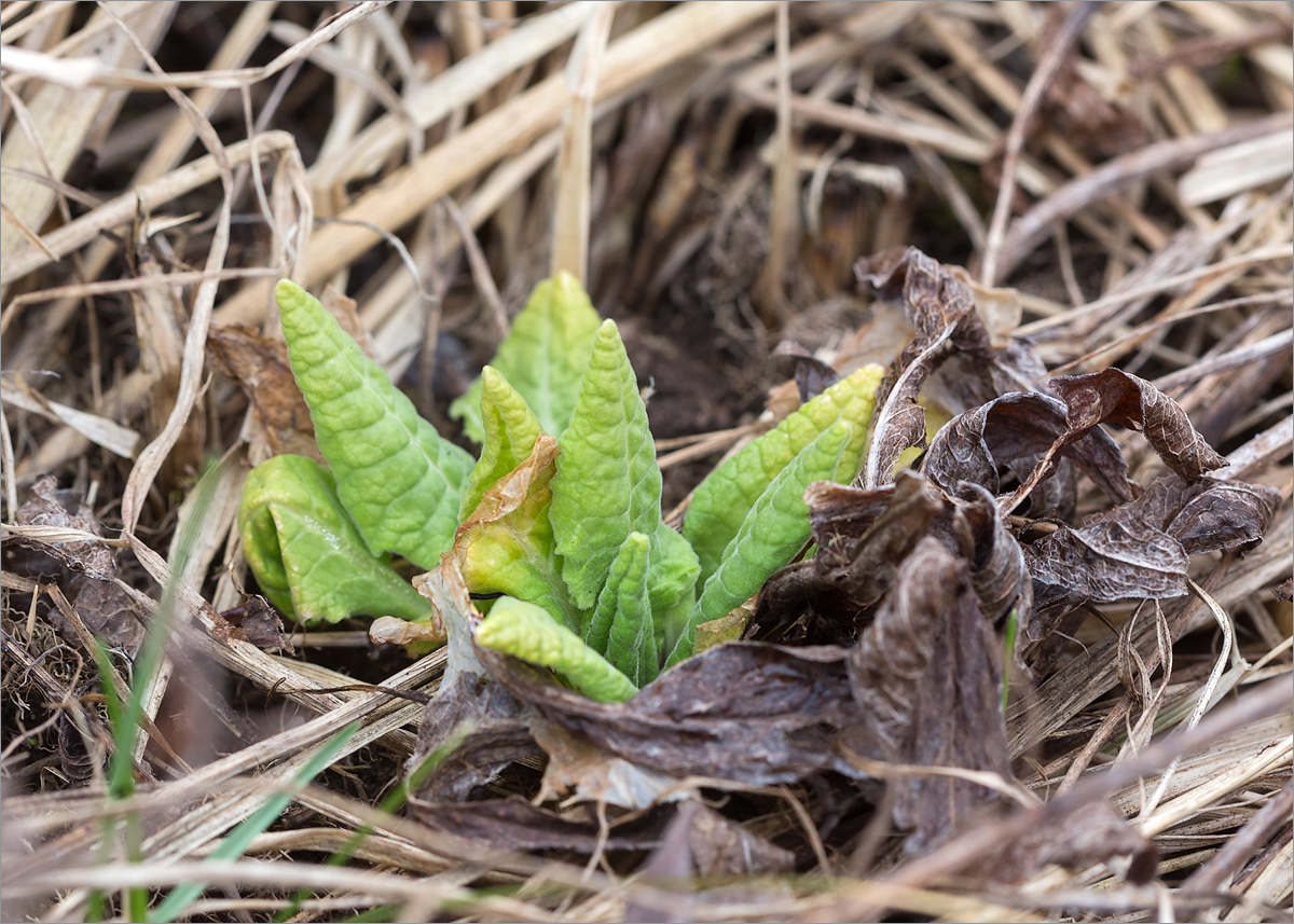 Изображение особи Primula veris.