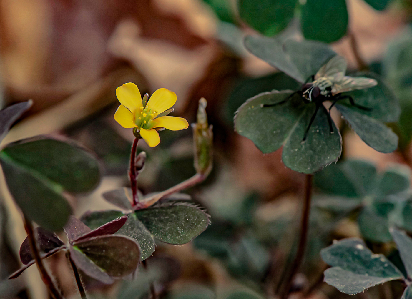 Изображение особи Oxalis corniculata.