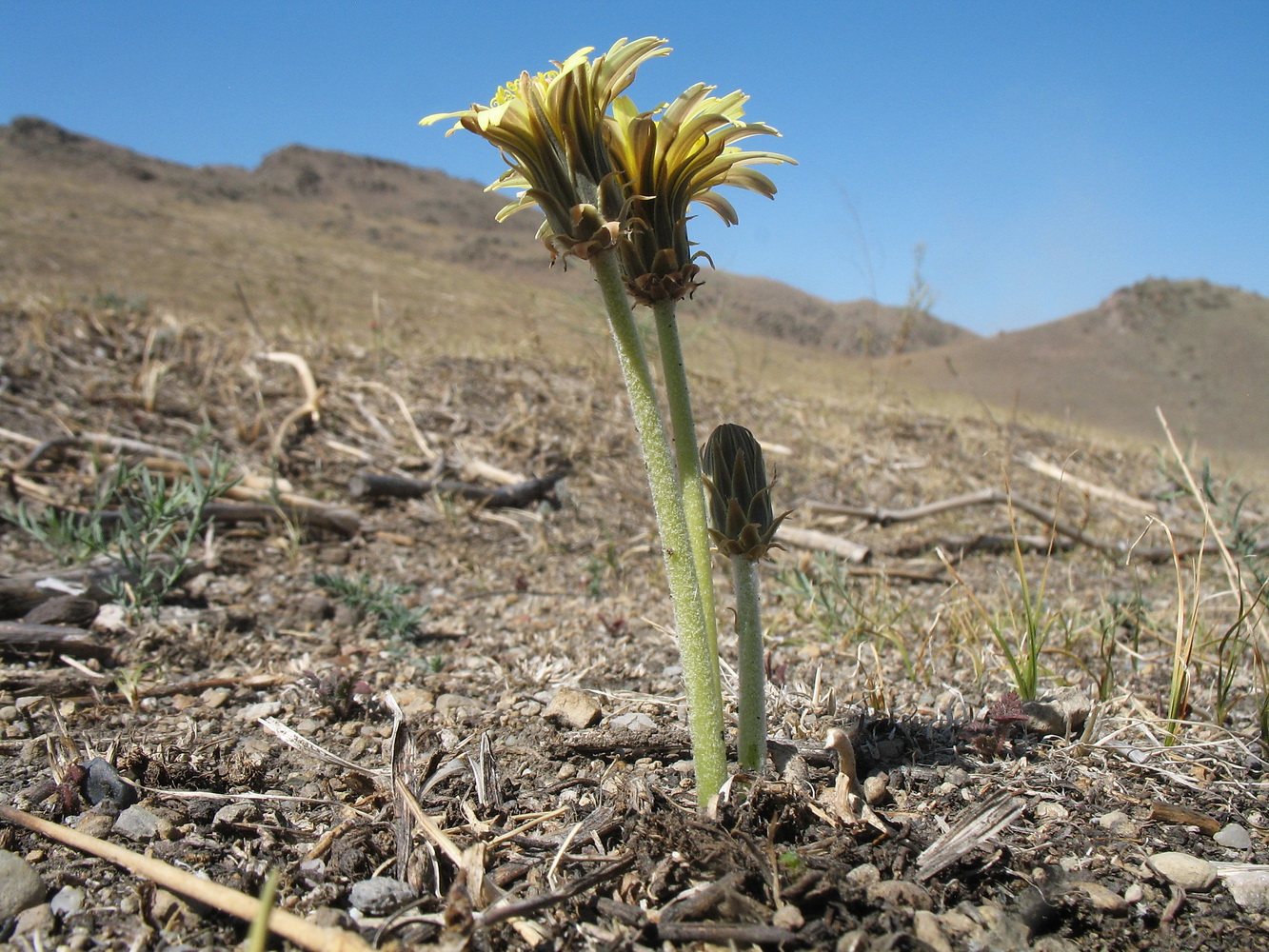 Image of Taraxacum turcomanicum specimen.