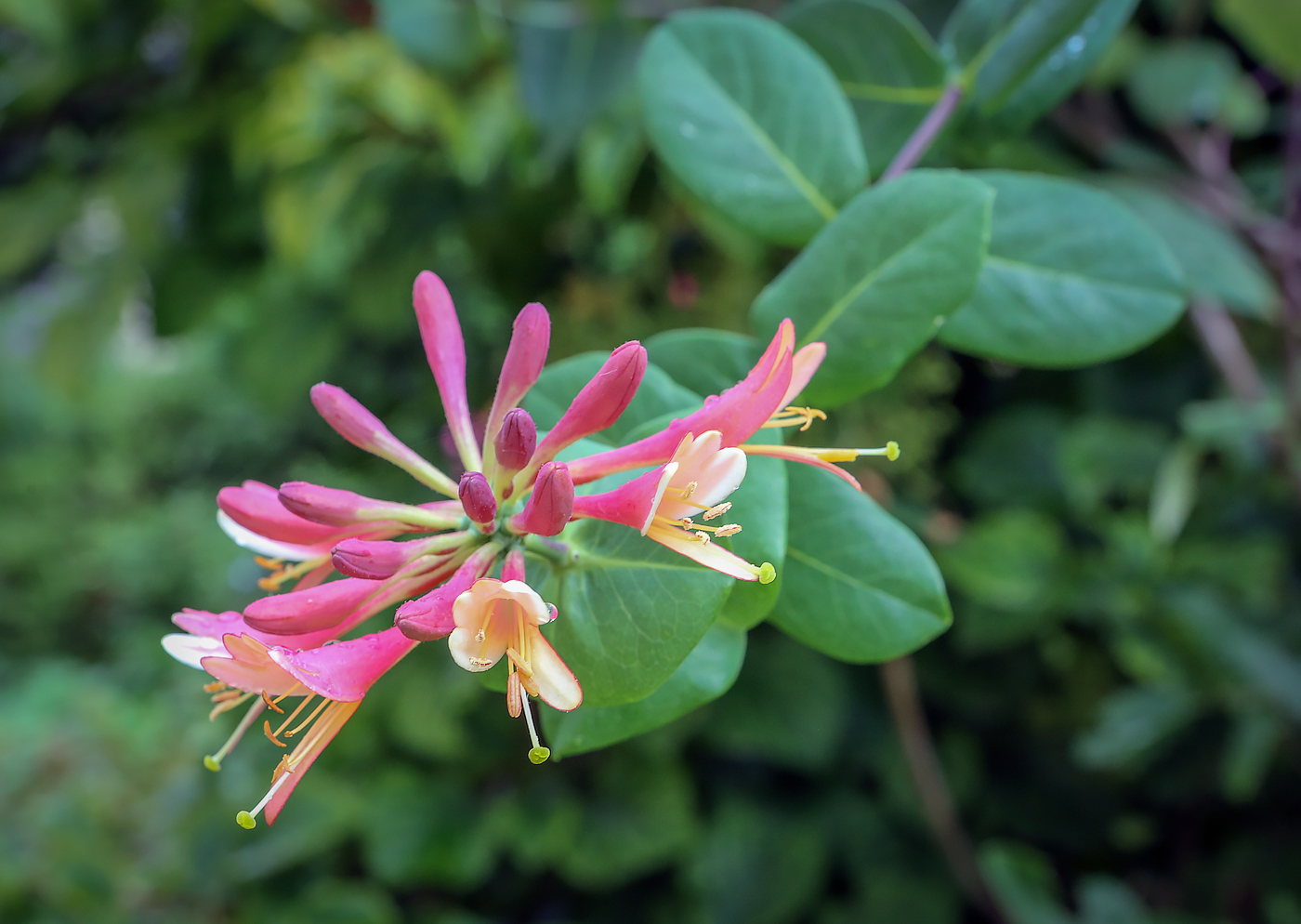 Image of genus Lonicera specimen.