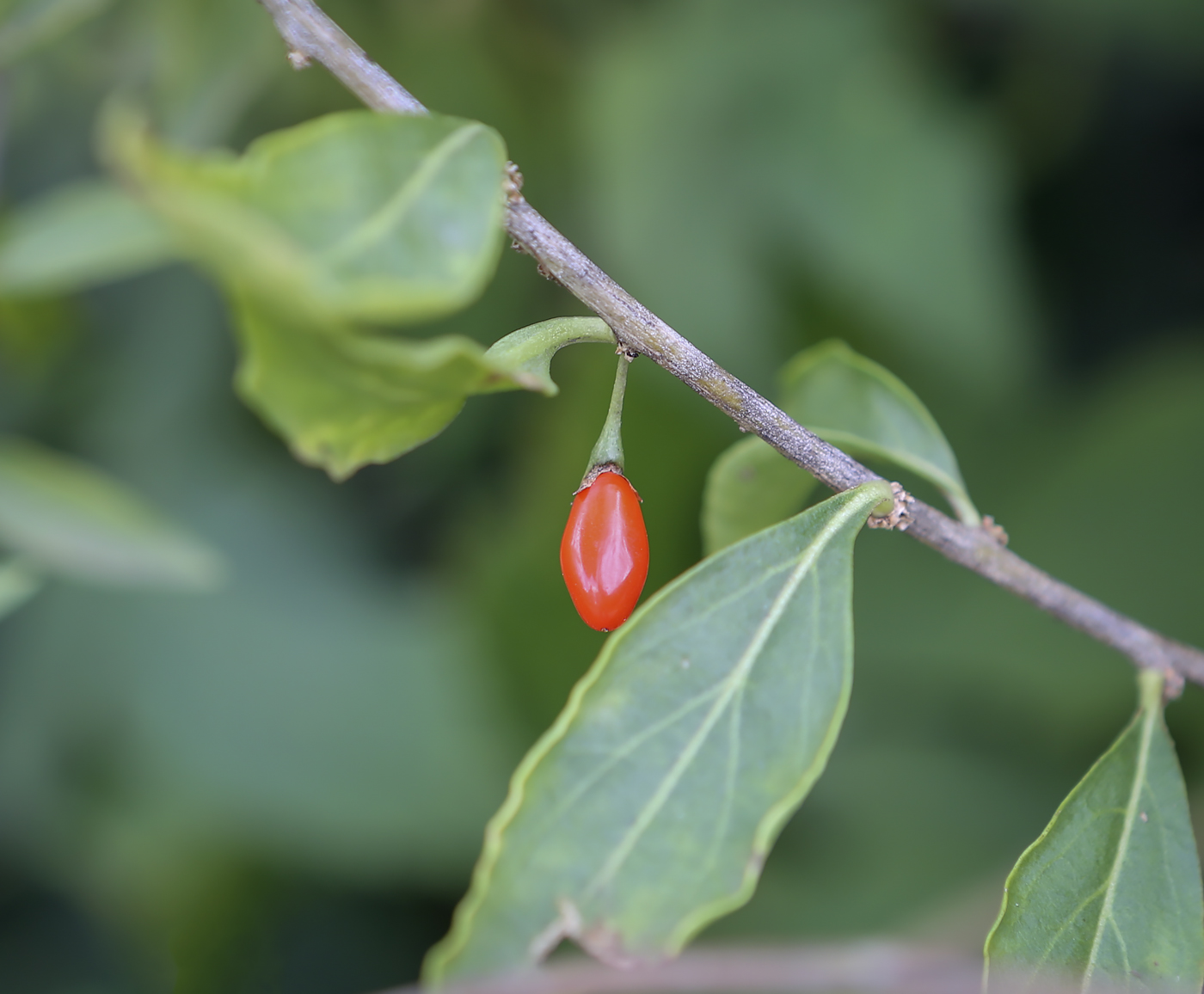 Изображение особи Lycium barbarum.