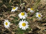 Tripleurospermum inodorum