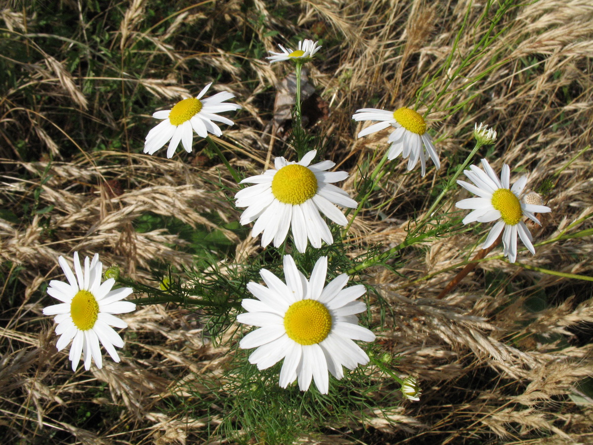 Изображение особи Tripleurospermum inodorum.
