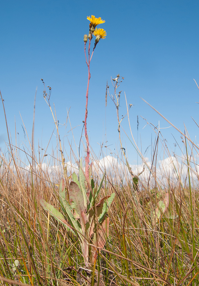 Image of Sonchus arvensis ssp. uliginosus specimen.