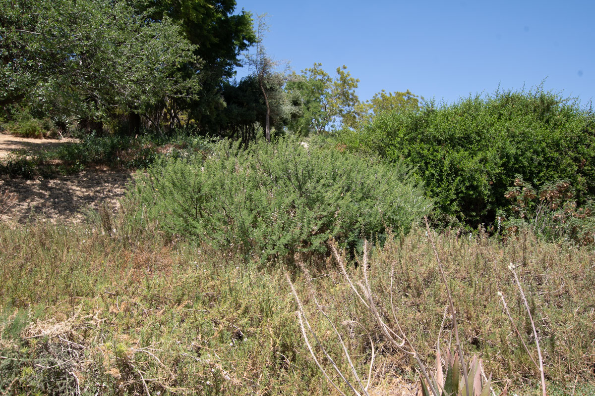 Изображение особи Vachellia hebeclada.