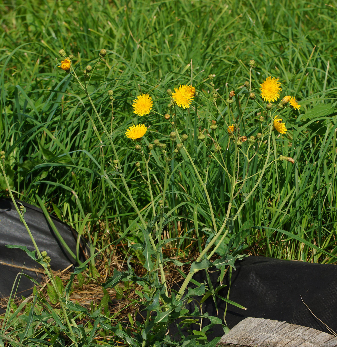 Image of Sonchus arvensis ssp. uliginosus specimen.