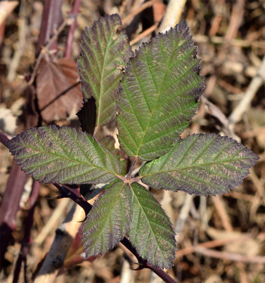 Изображение особи Rubus sanctus.