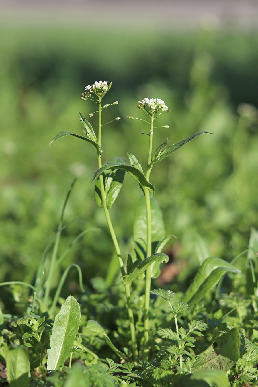 Image of Capsella bursa-pastoris specimen.