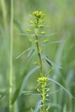 Euphorbia jaxartica