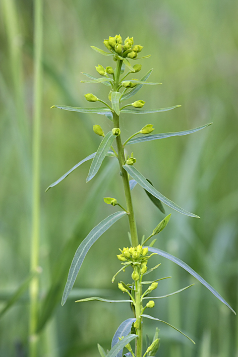 Изображение особи Euphorbia jaxartica.