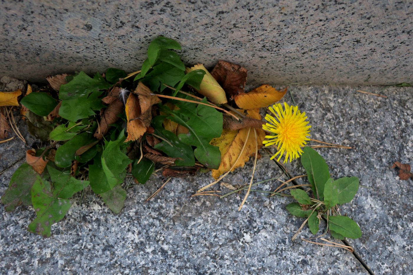 Изображение особи Taraxacum officinale.