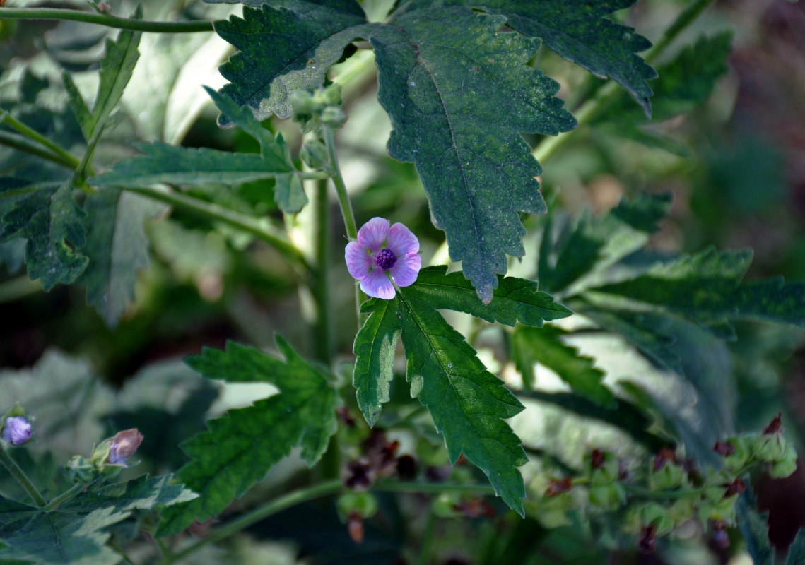 Image of Althaea armeniaca specimen.