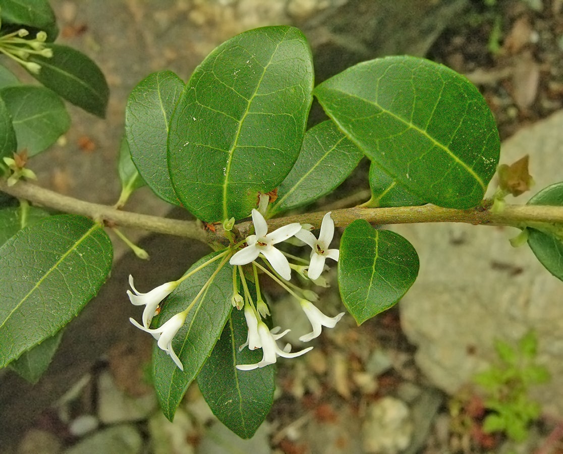 Изображение особи Osmanthus &times; burkwoodii.