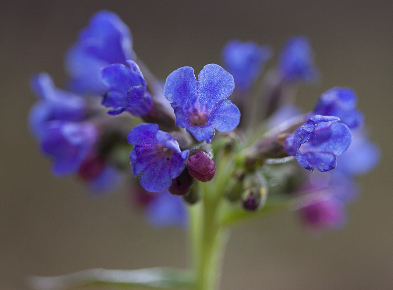 Изображение особи Pulmonaria mollis.