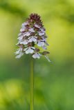 Orchis purpurea