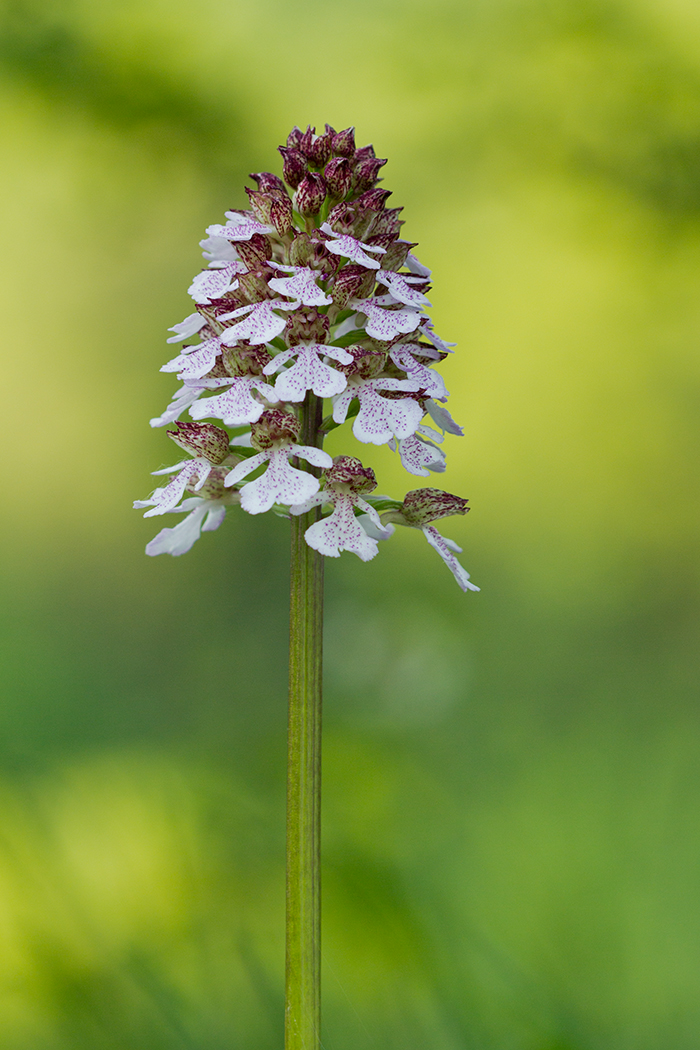 Изображение особи Orchis purpurea.