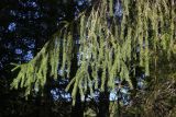 Picea abies