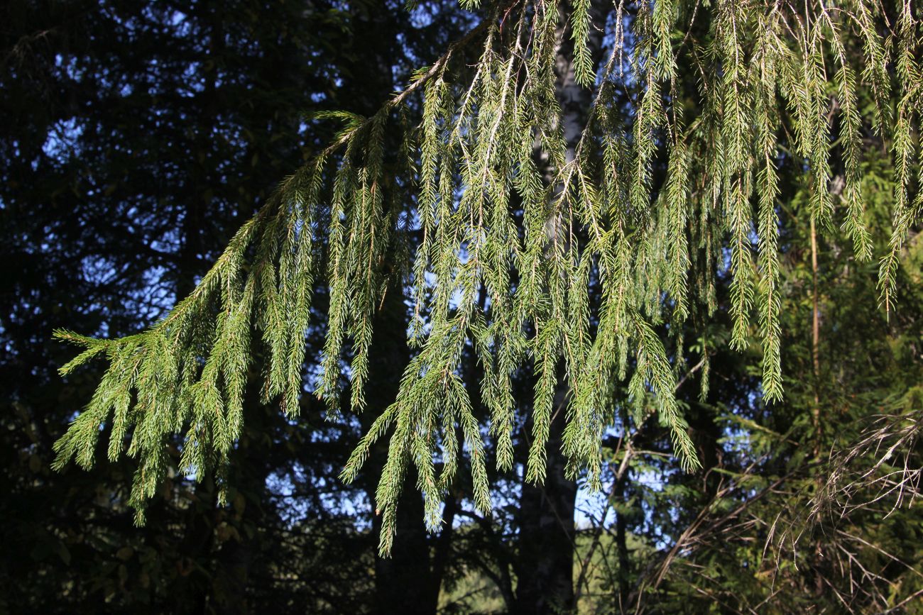 Image of Picea abies specimen.