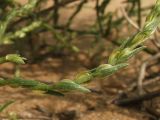 Corispermum ucrainicum