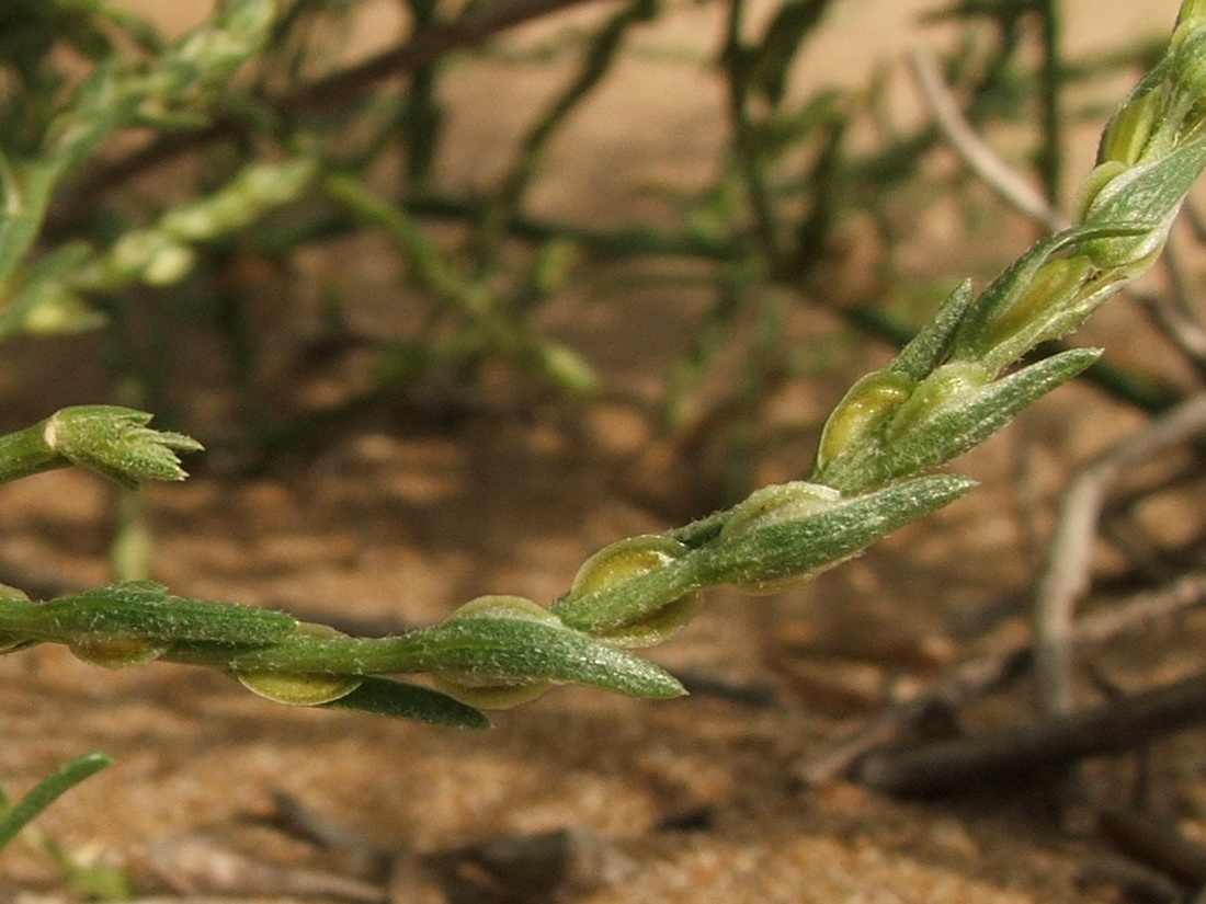 Изображение особи Corispermum ucrainicum.