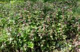 Lamium maculatum